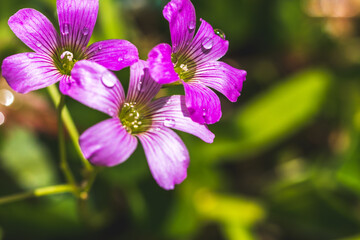 ムラサキカタバミの花