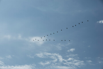 Cormorans