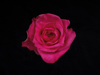 pink rose isolated on black background
