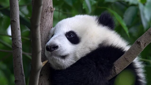 Baby giant panda waking up and falling asleep again on a tree in shade of rich green foliage. 4K