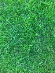 green grass background