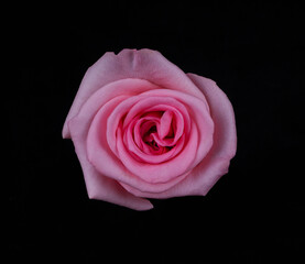 pink rose isolated on black background