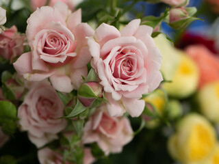 pink nature roses. greenhouse