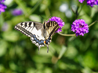 Naklejka premium Papilio machaon | Un Machaon ou Grand porte-queue aux ailes colorées de jaune clair, veinées de noir, bordurées de cellules bleues se terminant d'ocelles bleue foncé et rouge entre deux longues queues