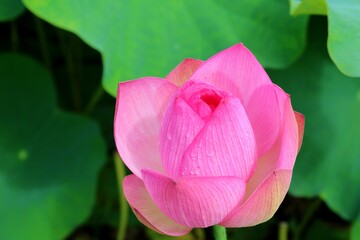 花　はす　大賀ハス　池　風景　茨城