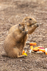 ぷれーりーどっぐのポートレート