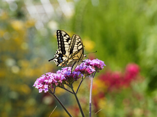 Un Machaon vu de côté (Papilio machaon), magnifique papillon coloré aux grandes ailes prolongées d'un longue queue entre deux ocelles bleue et rouge