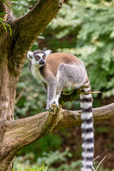 ワオキツネザルのポートレート
