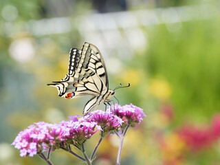 Papilio machaon | Gros plan sur un machaon ou Grand porte-queue vu de côté posé attiré par l'inflorescence parfumée d'une fleur