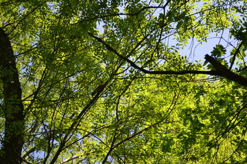 Fototapeta na wymiar Trees in a grove. Early summer. Birds