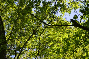 Fototapeta premium Trees in a grove. Early summer. Birds