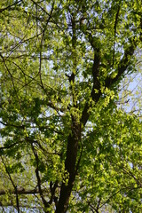 Obraz premium Trees in a grove. Early summer. Birds