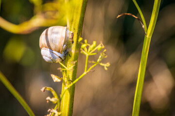 sleeping snail © Gbor