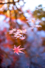 紅葉と水面　秋のイメージ