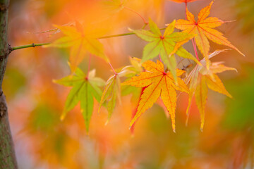 Naklejka na ściany i meble 紅葉　和風な秋のイメージ