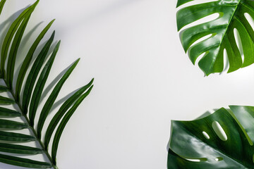 Flat lay of a palm and monstera leaves isolated on white background © amaidesign