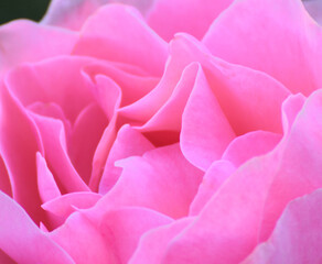 PINK ROSE WITH PETALS. CLOSE-UP.