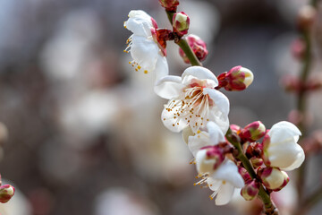 梅の花　初春イメージ