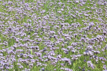 Natural summer background with beautiful wild violet flowers in summer in field