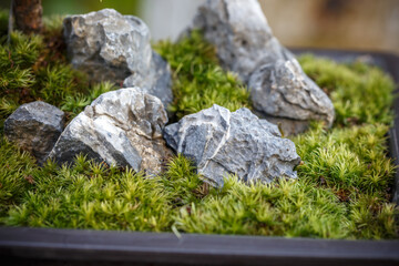 苔盆栽　和風イメージ