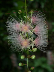 Flowers of Barringtonia racemosa or powder-puff tree in the morning at Miyakojima island in Okinawa, Japan
