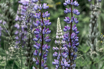 Lupine
