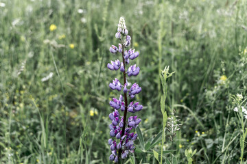 Obraz premium Lupine 