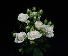 Obraz na płótnie Canvas White rose isolated on black background 