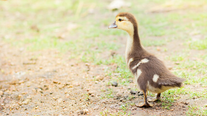 little duckling outdoors in large fall. Domestic birds, farm