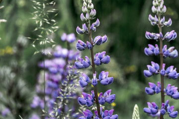 Lupine
