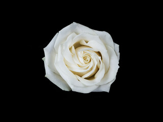 White rose isolated on black background

