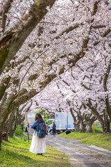 桜のアーチ　春のイメージ