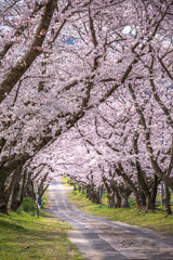 Fototapeta premium 桜のアーチ 春のイメージ