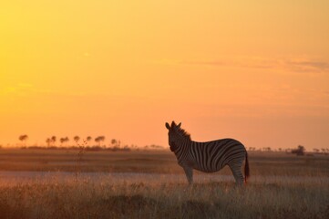 Lone Zebra at Sunset