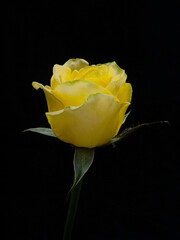 Penny Lane roses. yellow rose isolated on black background
