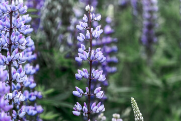 Obraz premium Lupine 
