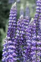 Lupine

