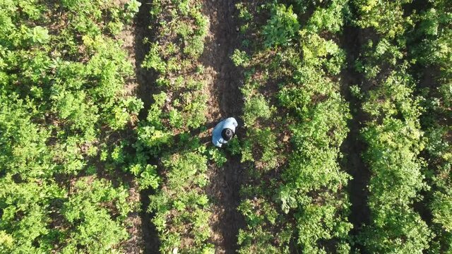 aerial view of chili fields, fresh green