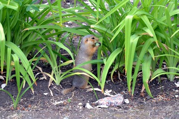 Cute gopher in the park among greenery. Rodent in the wild. Animals close-up.