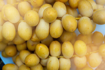 Group of Date Palm Fresh