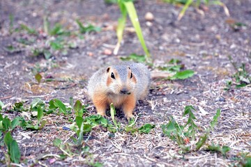 Cute gopher in the park among greenery. Rodent in the wild. Animals close-up.