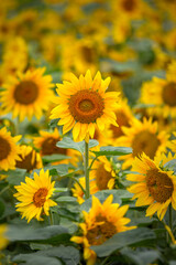 Fototapeta premium ヒマワリの花 夏のイメージ