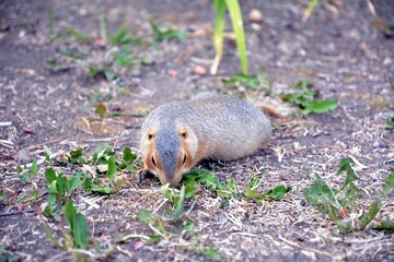 Cute gopher in the park among greenery. Rodent in the wild. Animals close-up.