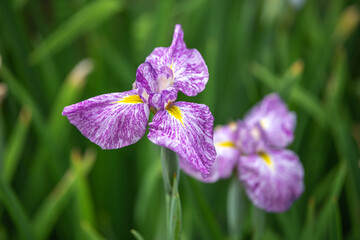 アジサイの花