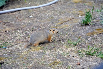 Cute gopher in the park among greenery. Rodent in the wild. Animals close-up.