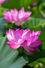 蓮の花　夏のイメージ
