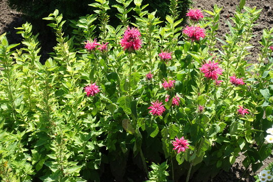 Flowers of vibrant pink monarda in mid June