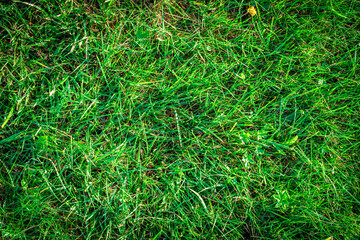 Grass texture background. Green field, greenery lawn - nature spring pattern. Flat, lay, copy, space.