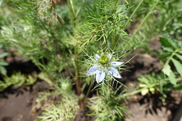 Flower of light blue Nigella damascena in June