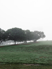Fototapeta premium Trees on the grass field with morning fog.